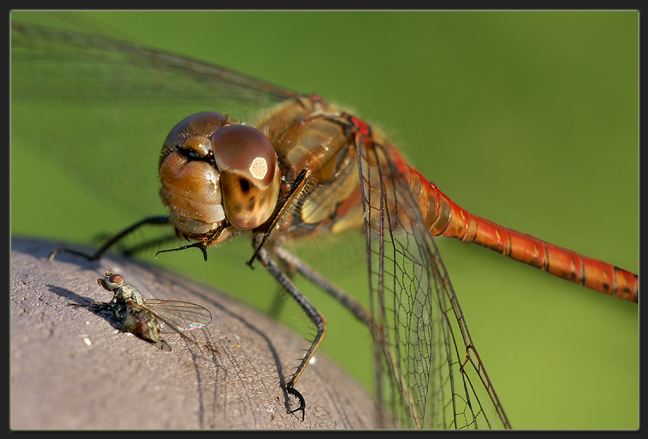 Hunger haben alle, auch Libellen.....