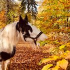 Hunger im Herbst