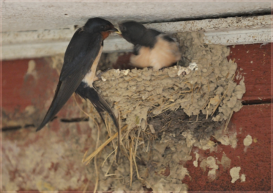 Hunger im Schwalbennest