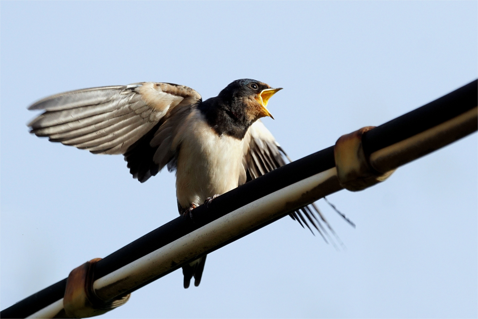 Hunger!!!!!!!!!!!!!!!! Junge Rauchschwalbe bettelt nach Futter 