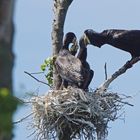 Hunger..... Kormoran (Phalacrocorax carbo)