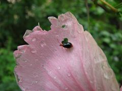 Hunger mit Durchblick