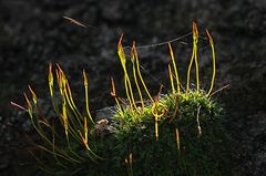 Hunger nach Licht