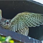 "Hunger ! ! !" schreit der junge Turmfalke aufgeregt seinen . . . 