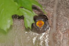 Hunger !!! - Starenküken im Nest