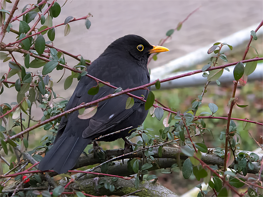 Hunger trotz fehlendem Schnee