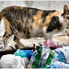 Hunger!!!!!!! Tunesische Straßenkatze beim Müll durchsuchen