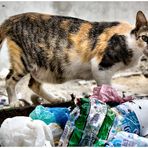 Hunger!!!!!!! Tunesische Straßenkatze beim Müll durchsuchen