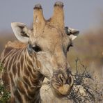 Hunger wie sonne Giraffe!