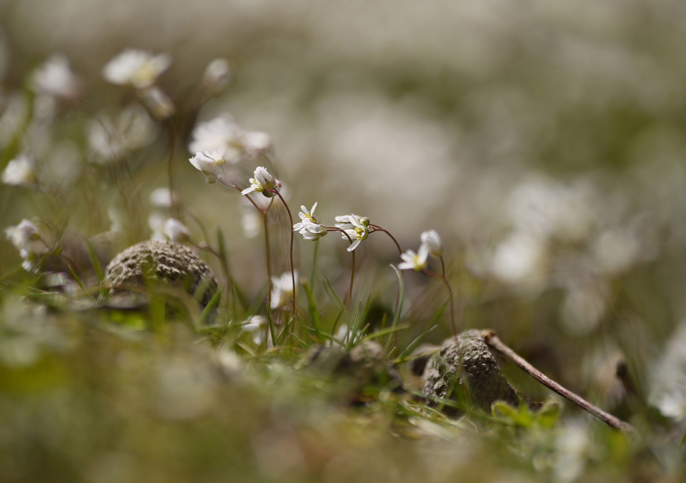 Hungerblümchen (Draba verna)