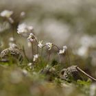 Hungerblümchen (Draba verna)