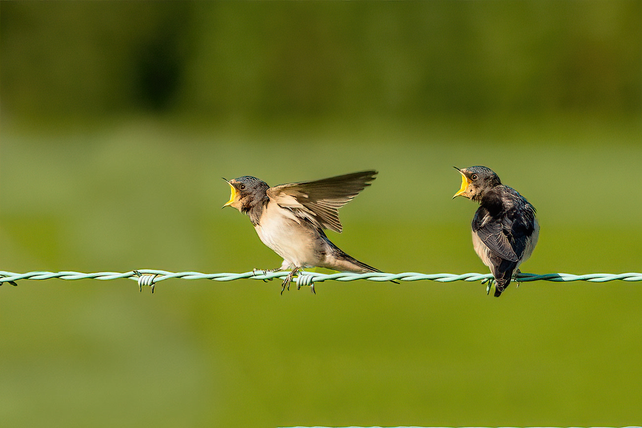 HUNGER...Jungvögel rufen nach den Eltern...