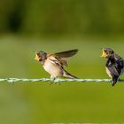 HUNGER...Jungvögel rufen nach den Eltern...