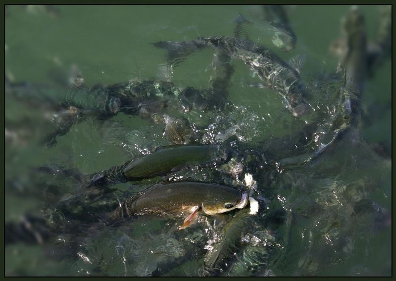 Hungrig - Fische im Hafenbecken in Los Gigantes