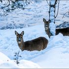 Hungrig im Schnee