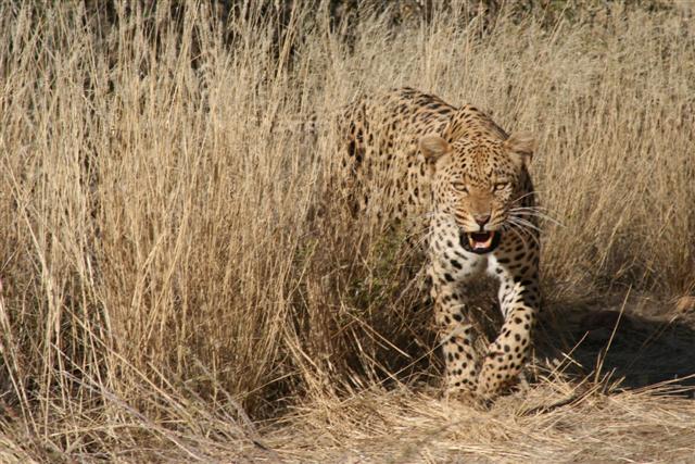 Hungrig streift der Leopard umher