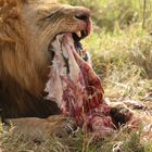Hungrig wie ein Löwe