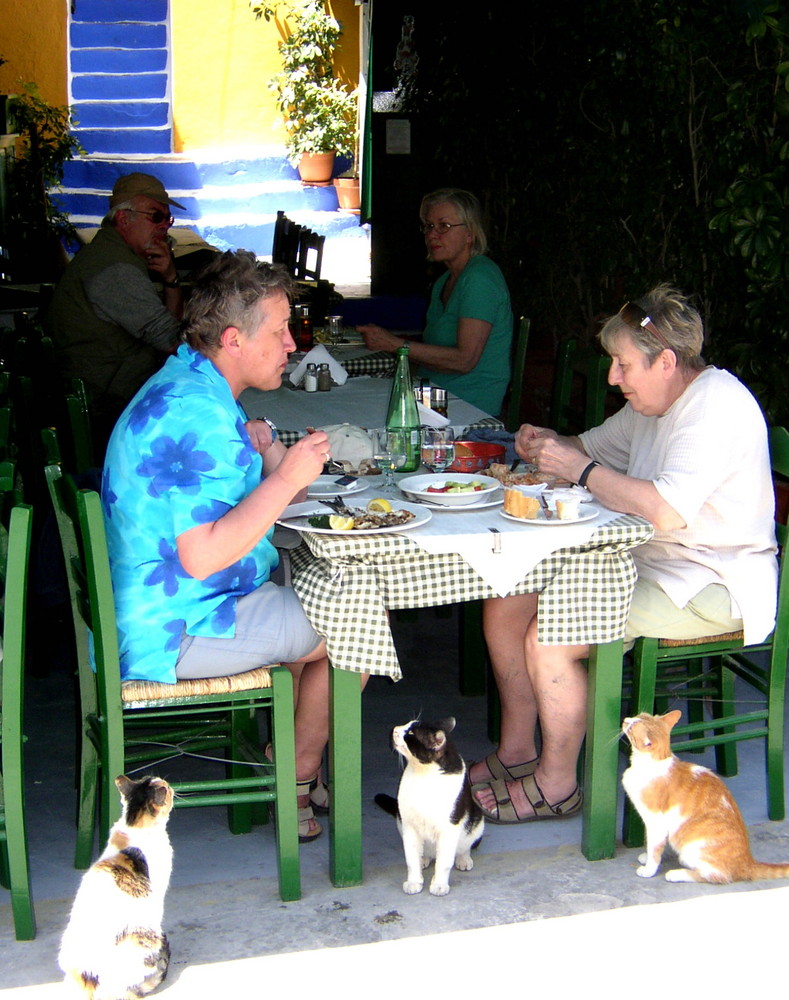 hungrige, aber geduldige Katzen auf der Insel Symi