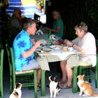 hungrige, aber geduldige Katzen auf der Insel Symi