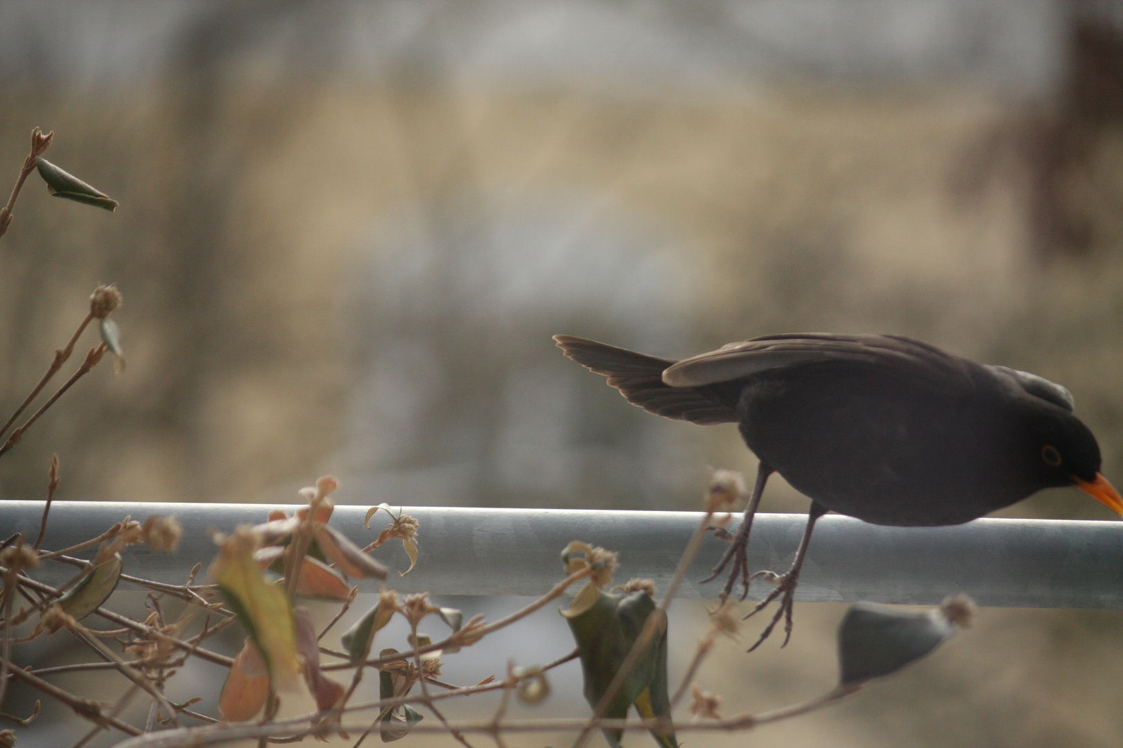 Hungrige Amsel