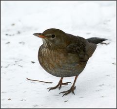 Hungrige Amsel