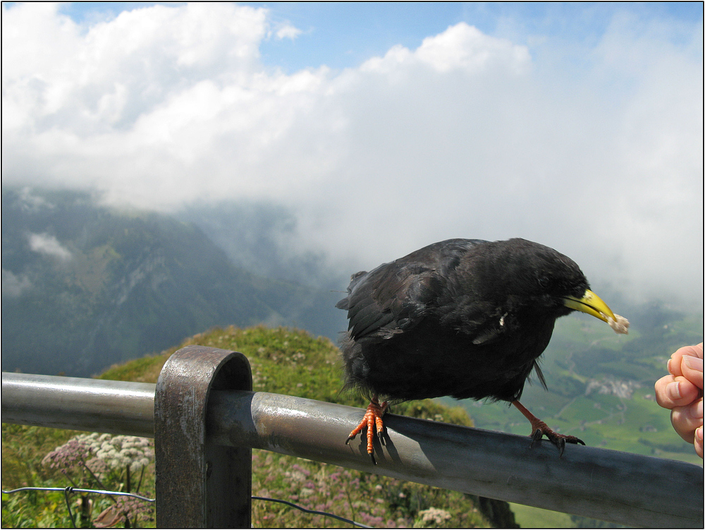 Hungrige Bergdohle