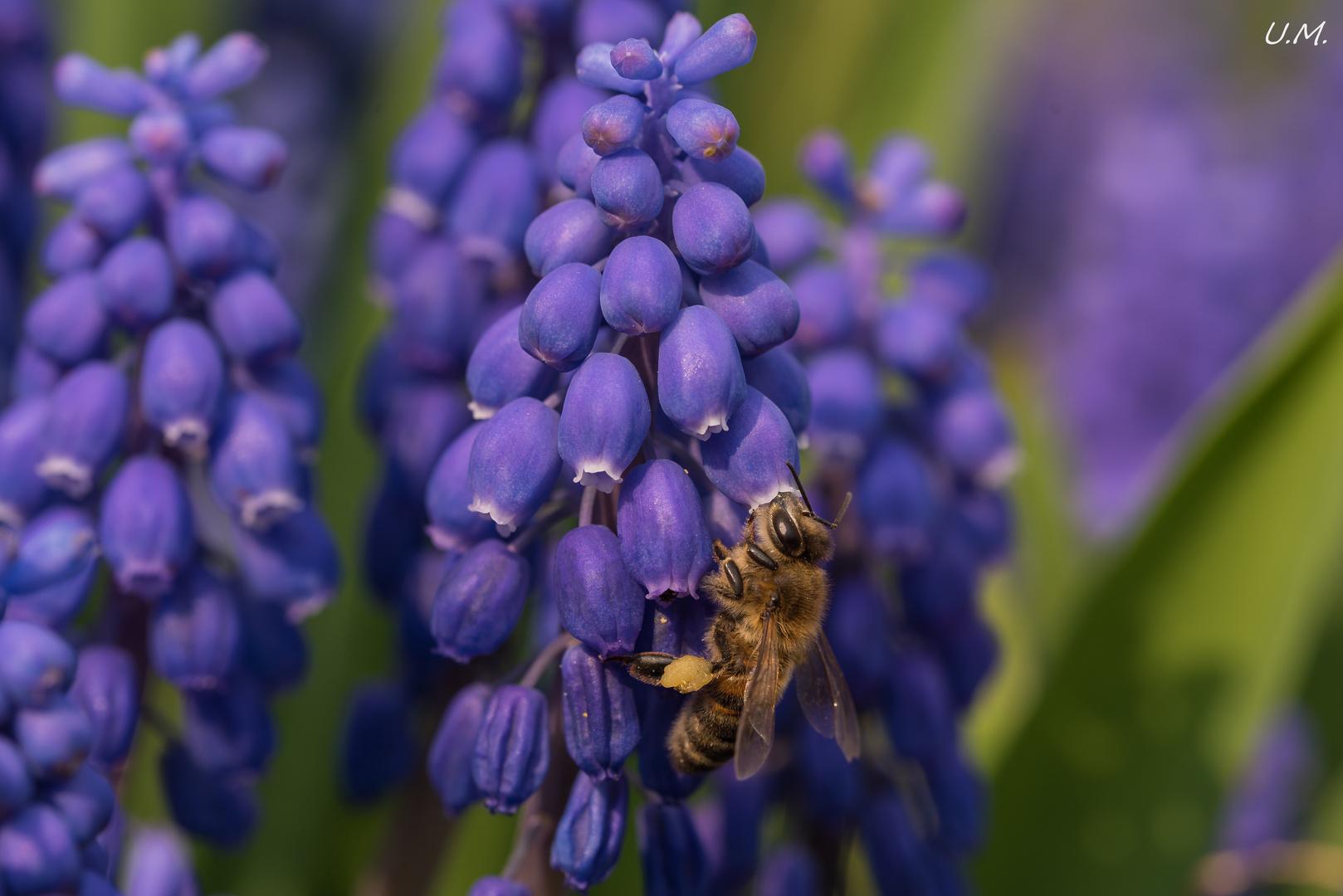 Hungrige Biene , 2018-04