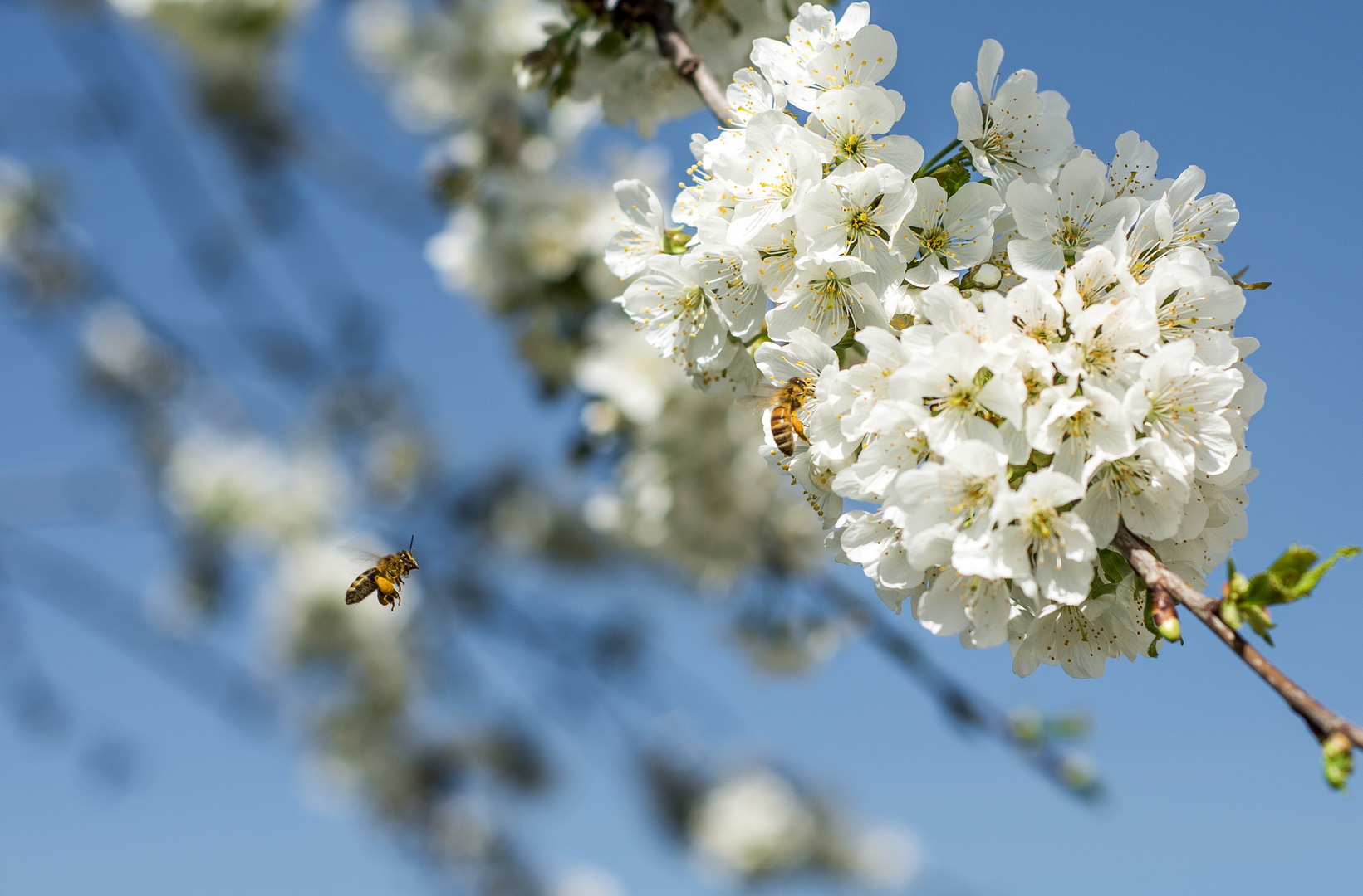 hungrige Bienen