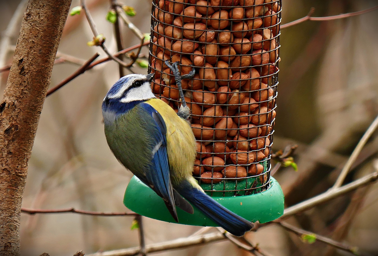 Hungrige Blaumeise!