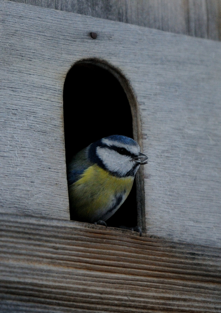 Hungrige Blaumeise