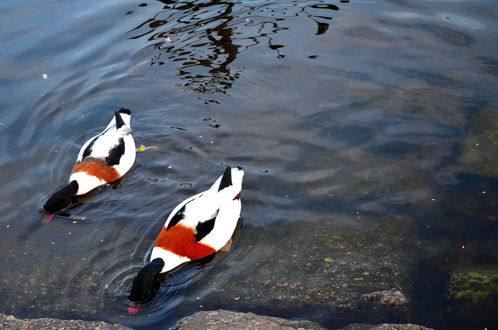 Hungrige Enten