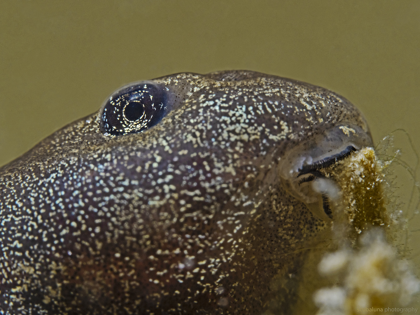 Glasaugen, Froschaugen, Reptilienaugen, braune Froschaugen, Kreaturenaugen,  realistische Augen, präparierte Augen. Ein Paar Wählen Sie die Größe aus  dem Menü -  Österreich