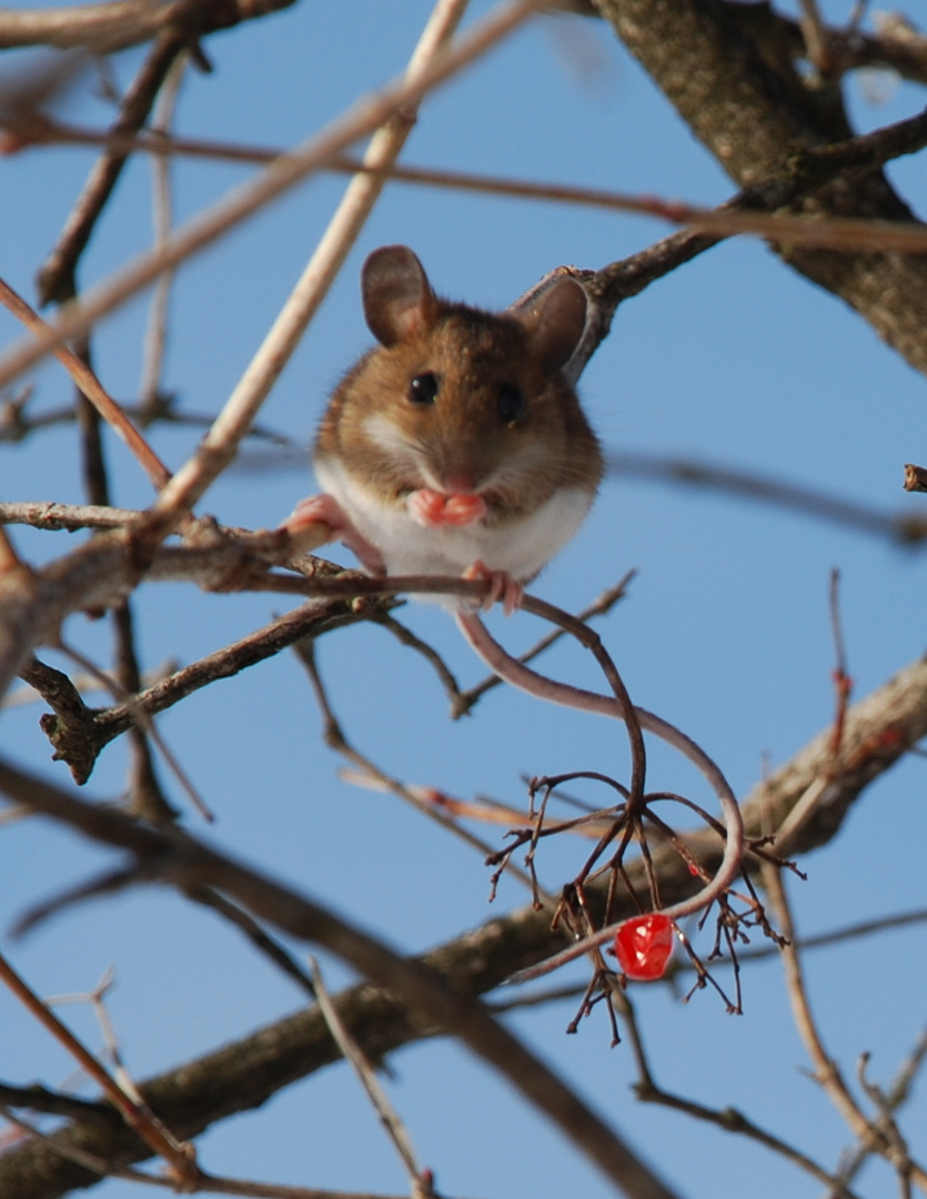 Hungrige Feldmaus 1