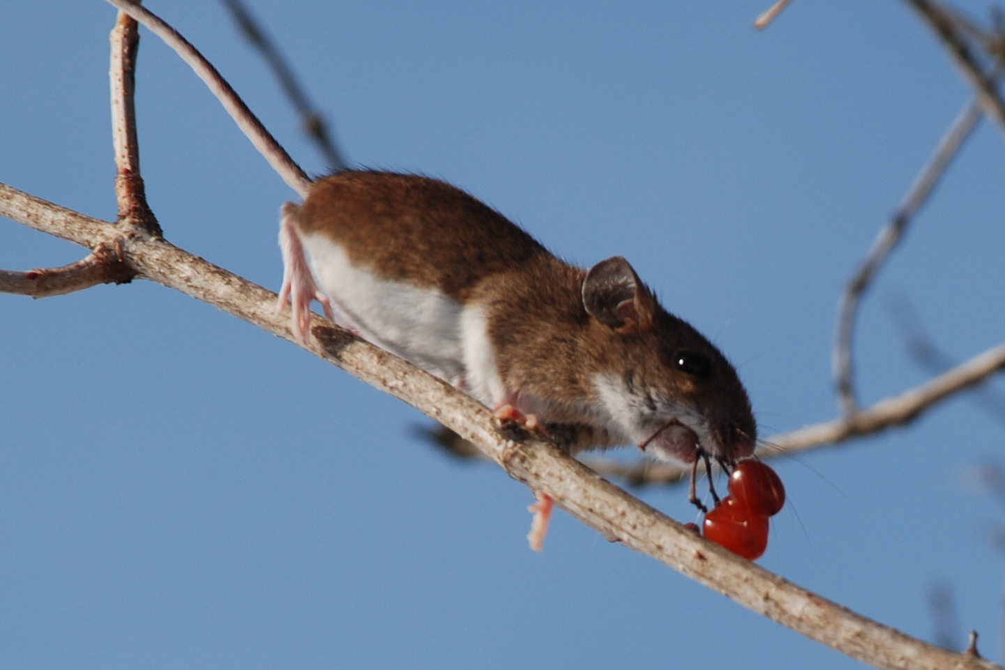 Hungrige Feldmaus