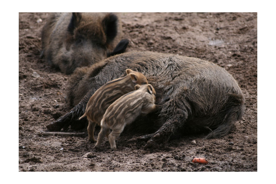 Hungrige Ferkel