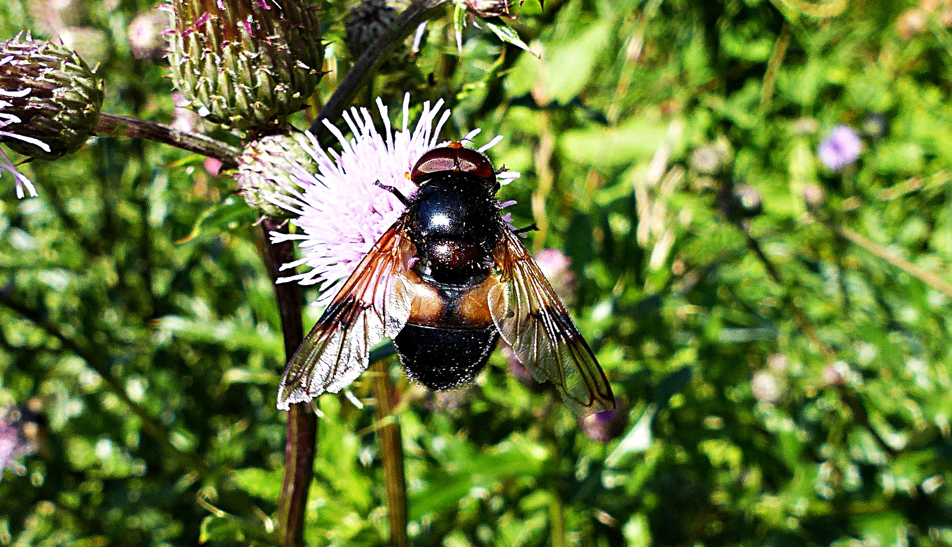 Hungrige Fliege