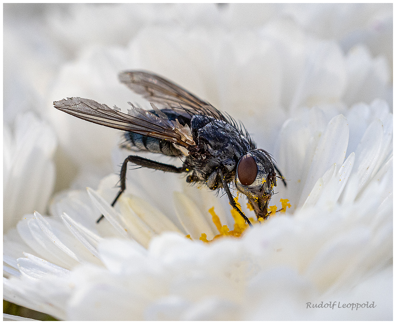 hungrige Fliege