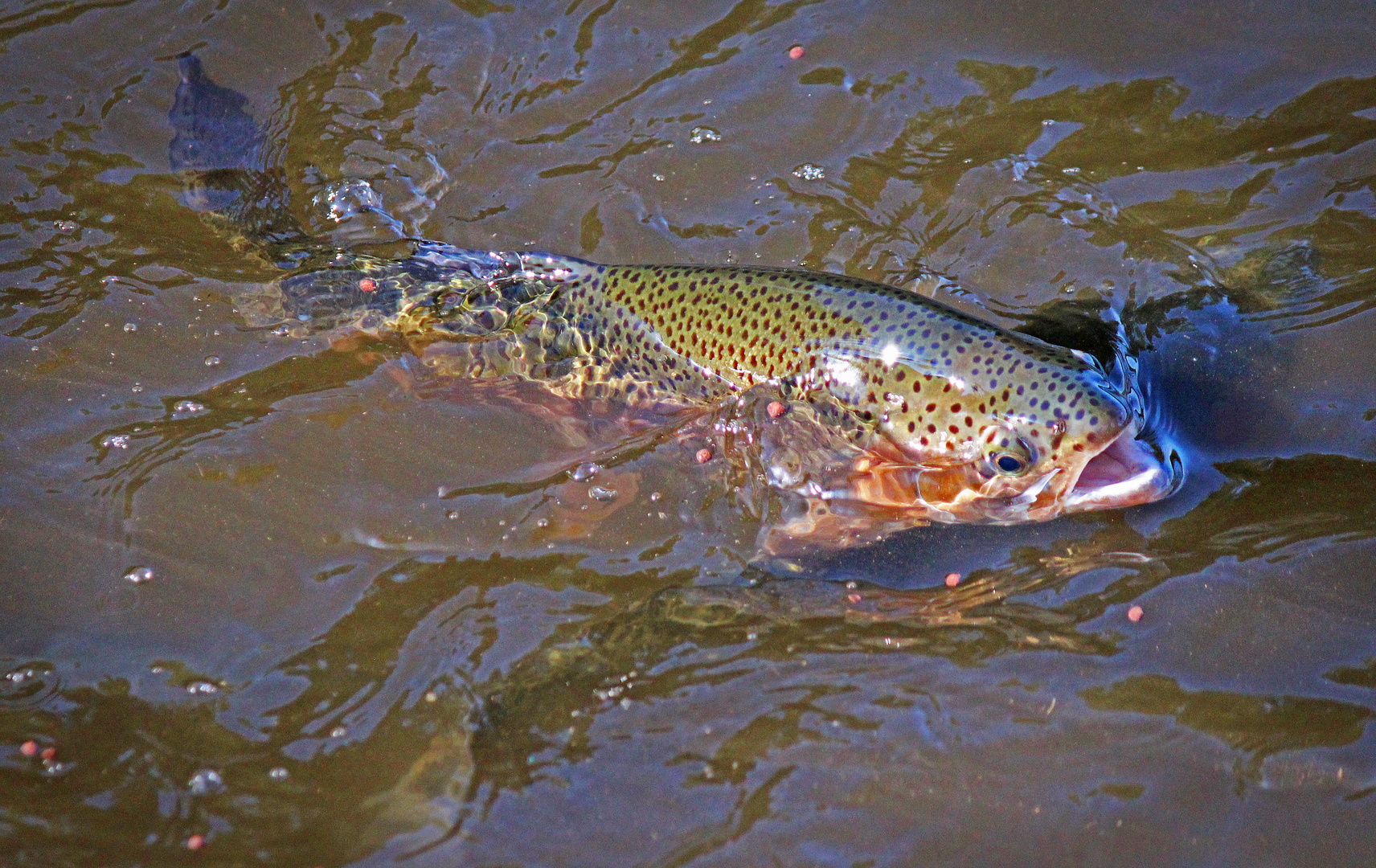 hungrige Forelle Foto &amp; Bild | tiere, wildlife, fische Bilder auf ...