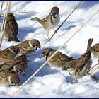 Hungrige, freche aber trotzdem sehr  liebenswerte Gäste in meinem Garten