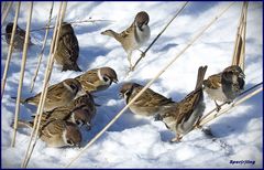 Hungrige, freche aber trotzdem sehr  liebenswerte Gäste in meinem Garten