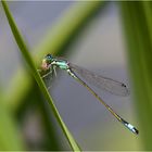 Hungrige Große Pechlibelle