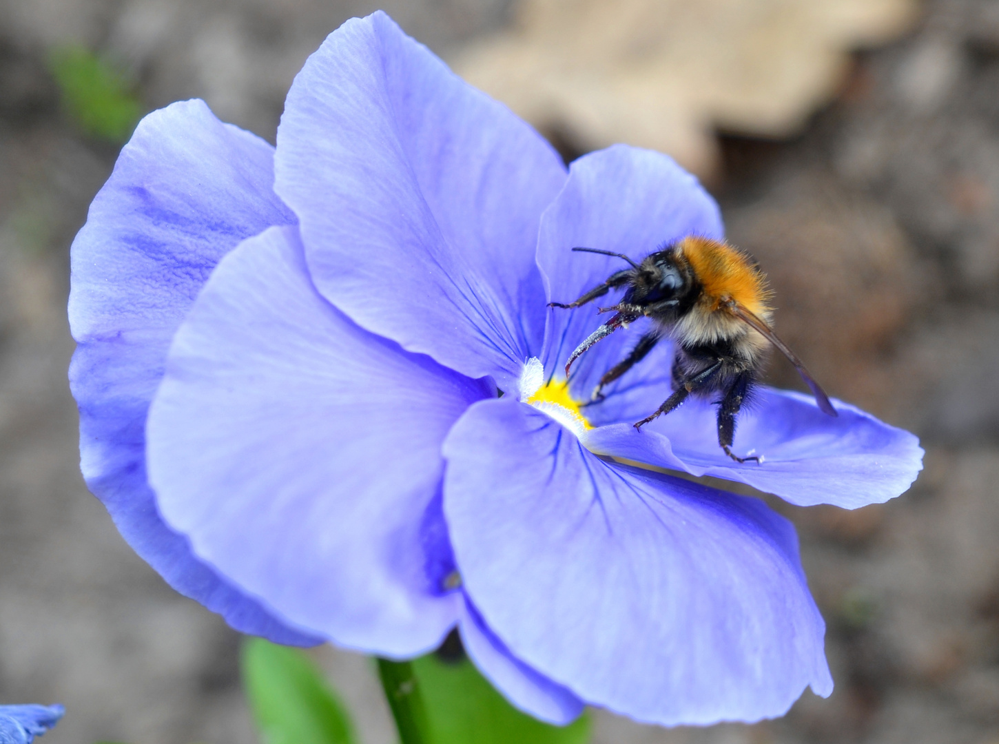 hungrige Hummel