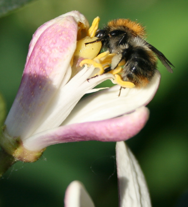 hungrige Hummel