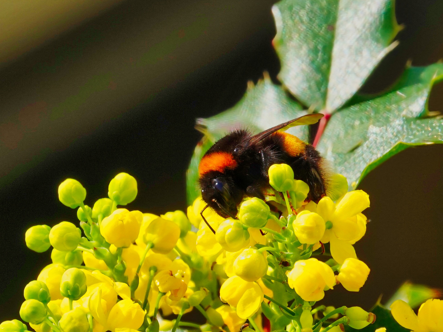 Hungrige Hummel 