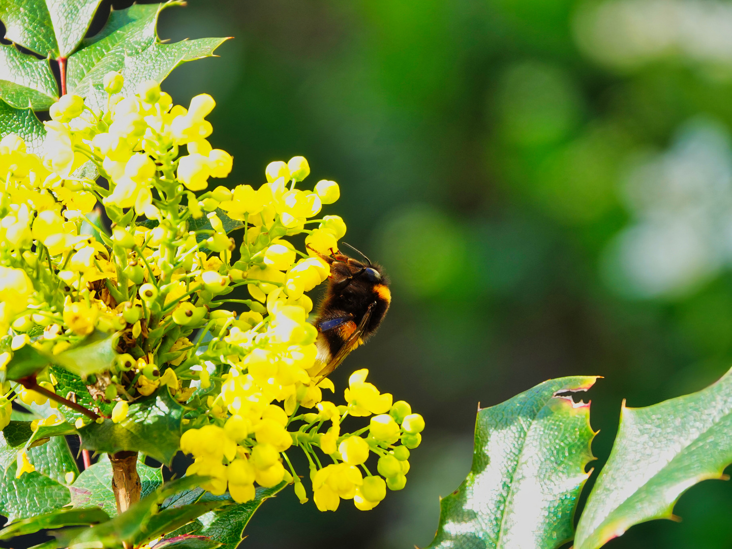 Hungrige Hummel 