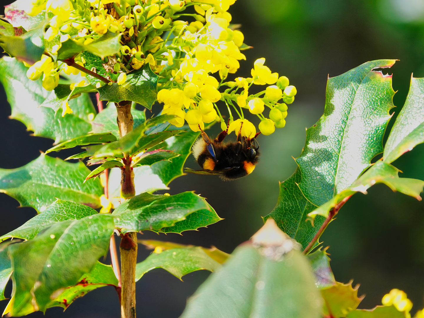 Hungrige Hummel 