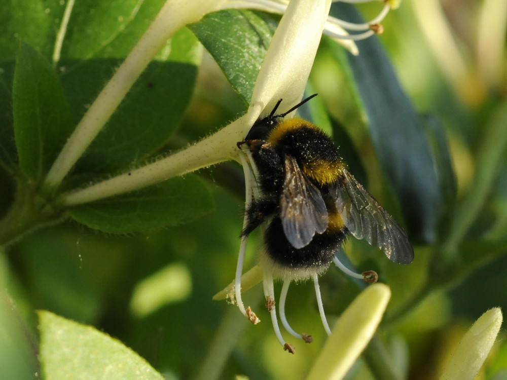 Hungrige Hummel