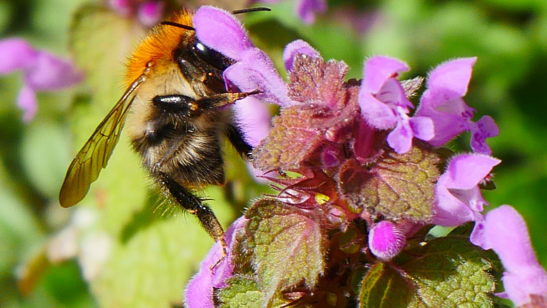 Hungrige Hummel