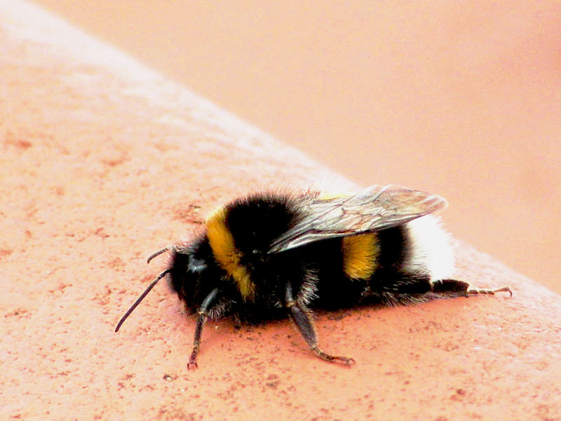 Hungrige Hummel