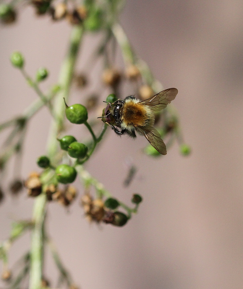 Hungrige Hummel ...